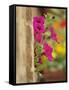 Petunia Flowers on Wall, Tuscany, Italy-Adam Jones-Framed Stretched Canvas