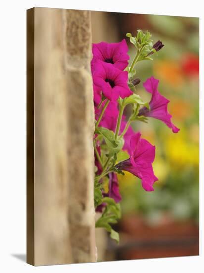 Petunia Flowers on Wall, Tuscany, Italy-Adam Jones-Stretched Canvas