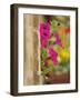 Petunia Flowers on Wall, Tuscany, Italy-Adam Jones-Framed Photographic Print