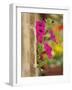 Petunia Flowers on Wall, Tuscany, Italy-Adam Jones-Framed Photographic Print