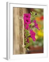 Petunia Flowers on Wall, Tuscany, Italy-Adam Jones-Framed Photographic Print