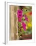 Petunia Flowers on Wall, Tuscany, Italy-Adam Jones-Framed Photographic Print