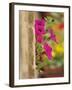 Petunia Flowers on Wall, Tuscany, Italy-Adam Jones-Framed Photographic Print