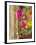 Petunia Flowers on Wall, Tuscany, Italy-Adam Jones-Framed Photographic Print