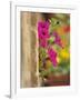 Petunia Flowers on Wall, Tuscany, Italy-Adam Jones-Framed Photographic Print