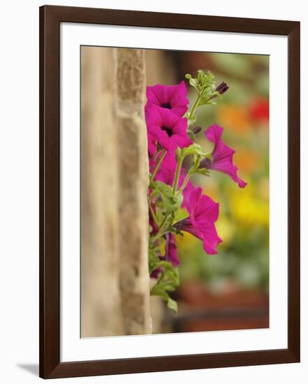 Petunia Flowers on Wall, Tuscany, Italy-Adam Jones-Framed Photographic Print