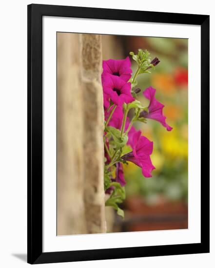 Petunia Flowers on Wall, Tuscany, Italy-Adam Jones-Framed Photographic Print