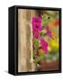 Petunia Flowers on Wall, Tuscany, Italy-Adam Jones-Framed Stretched Canvas