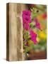 Petunia Flowers on Wall, Tuscany, Italy-Adam Jones-Stretched Canvas