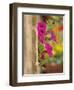 Petunia Flowers on Wall, Tuscany, Italy-Adam Jones-Framed Photographic Print