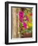 Petunia Flowers on Wall, Tuscany, Italy-Adam Jones-Framed Photographic Print