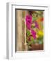 Petunia Flowers on Wall, Tuscany, Italy-Adam Jones-Framed Photographic Print