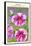 Petunia Nain Compact Rose Du Ciel-null-Framed Stretched Canvas