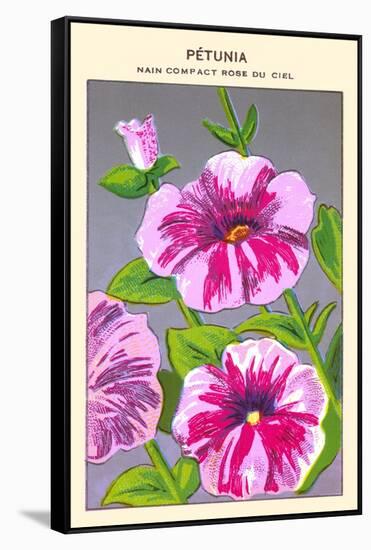 Petunia Nain Compact Rose Du Ciel-null-Framed Stretched Canvas