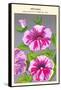 Petunia Nain Compact Rose Du Ciel-null-Framed Stretched Canvas