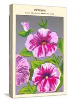 Petunia Nain Compact Rose Du Ciel-null-Stretched Canvas