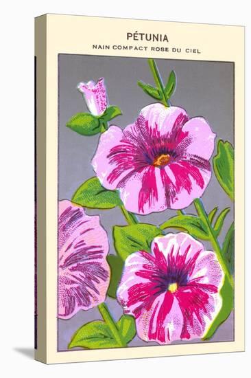 Petunia Nain Compact Rose Du Ciel-null-Stretched Canvas