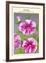 Petunia Nain Compact Rose Du Ciel-null-Framed Art Print