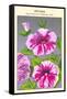 Petunia Nain Compact Rose Du Ciel-null-Framed Stretched Canvas