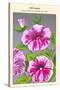 Petunia Nain Compact Rose Du Ciel-null-Stretched Canvas