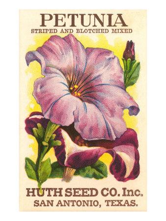 petunia seeds germination month petunia seeds germination month