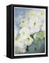 Petunia Snowball-Karen Armitage-Framed Stretched Canvas