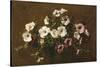 Petunias, 1881-Henri Fantin-Latour-Stretched Canvas