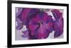 Petunias, c.1925-Georgia O'Keeffe-Framed Art Print