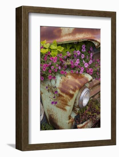 Petunias growing from under a car's hood, Columbia Falls, Montana, USA-Don Grall-Framed Photographic Print