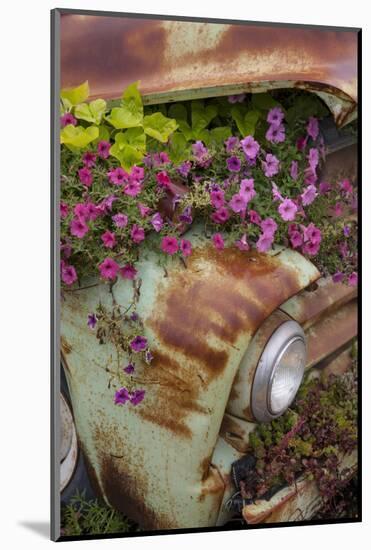 Petunias growing from under a car's hood, Columbia Falls, Montana, USA-Don Grall-Mounted Photographic Print