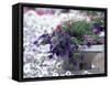 Petunias in Flower Planter-Adam Jones-Framed Stretched Canvas