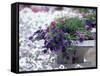 Petunias in Flower Planter-Adam Jones-Framed Stretched Canvas