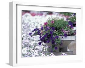 Petunias in Flower Planter-Adam Jones-Framed Premium Photographic Print