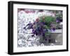 Petunias in Flower Planter-Adam Jones-Framed Photographic Print