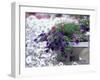 Petunias in Flower Planter-Adam Jones-Framed Photographic Print