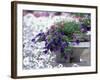 Petunias in Flower Planter-Adam Jones-Framed Photographic Print