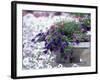 Petunias in Flower Planter-Adam Jones-Framed Photographic Print