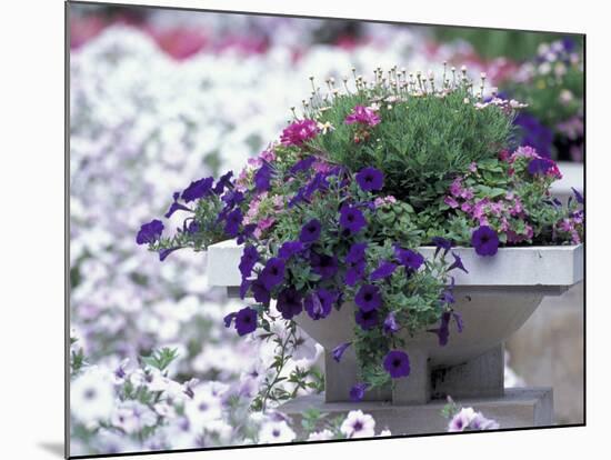 Petunias in Flower Planter-Adam Jones-Mounted Photographic Print