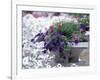 Petunias in Flower Planter-Adam Jones-Framed Photographic Print