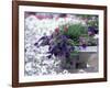 Petunias in Flower Planter-Adam Jones-Framed Photographic Print