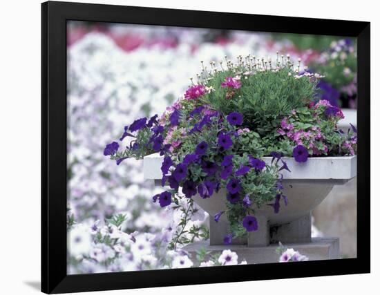 Petunias in Flower Planter-Adam Jones-Framed Photographic Print