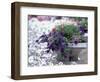 Petunias in Flower Planter-Adam Jones-Framed Photographic Print