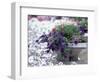 Petunias in Flower Planter-Adam Jones-Framed Photographic Print