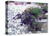 Petunias in Flower Planter-Adam Jones-Stretched Canvas