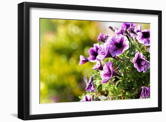 Petunias-Piyaphat-Framed Photographic Print