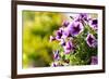 Petunias-Piyaphat-Framed Photographic Print