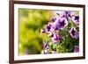 Petunias-Piyaphat-Framed Photographic Print