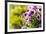 Petunias-Piyaphat-Framed Photographic Print