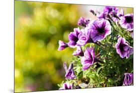 Petunias-Piyaphat-Mounted Photographic Print