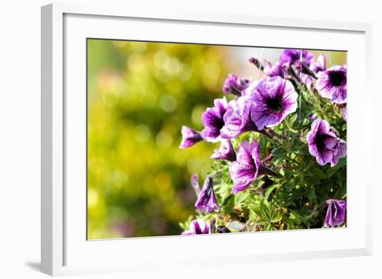 Petunias-Piyaphat-Framed Photographic Print